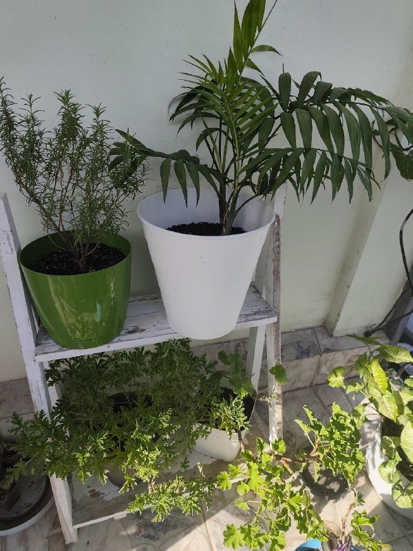 Цветы, комнатные растения 3