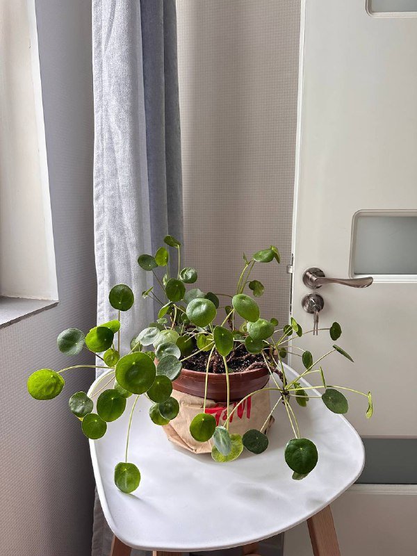 Пилея и Маранта комнатные цветы