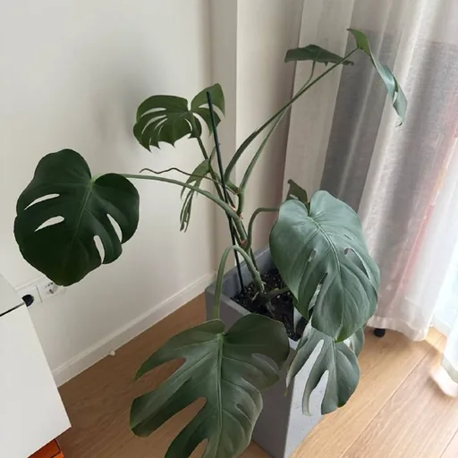 Monstera