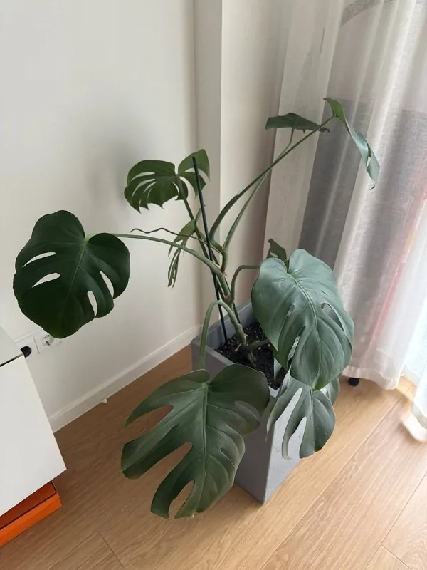 Monstera