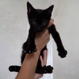 Котенок, кошечка 2