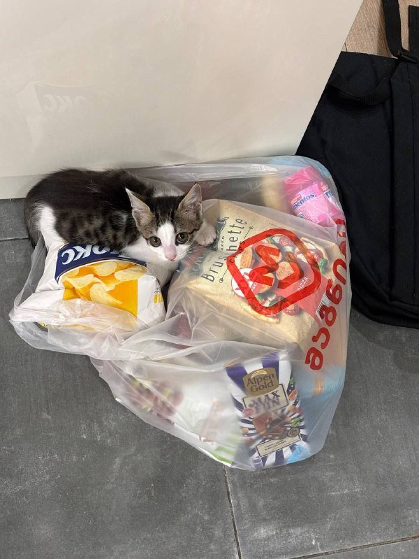 Котенок Микроба для добрых рук 4