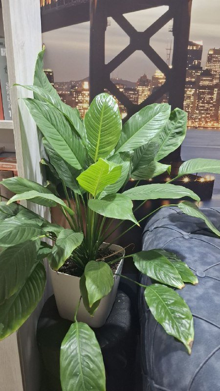 Женские кожаные ботинки, размер 37