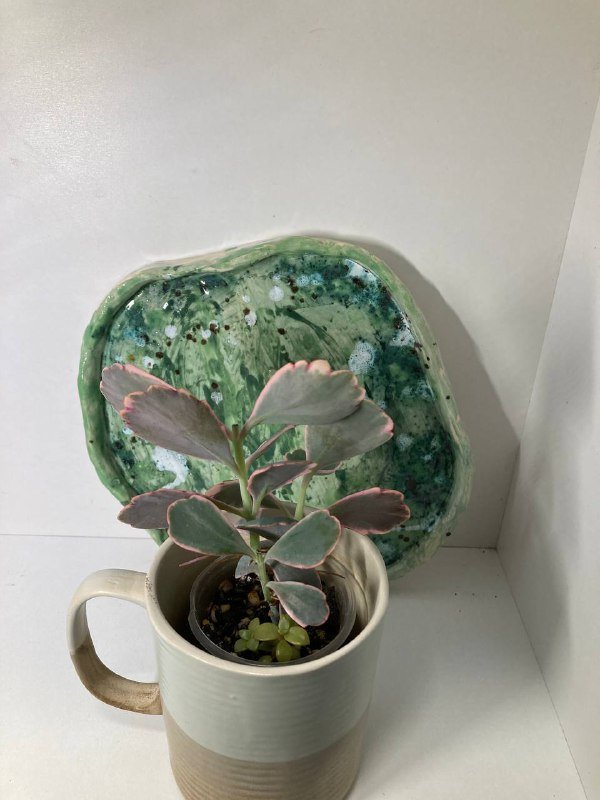 Строманта с грунтом и кашпо, набор суккулентов, Каланхоэ Федченко 3