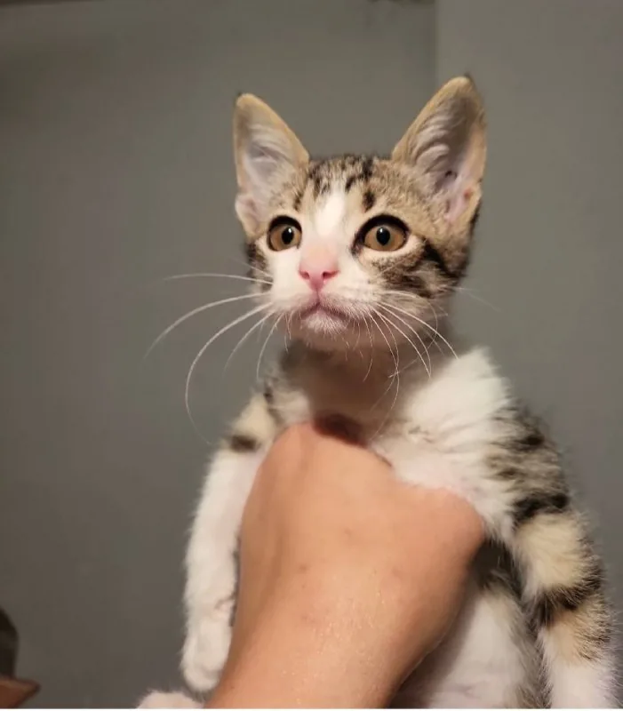 Котёнок Анфиска 1