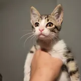 Котёнок Анфиска 1