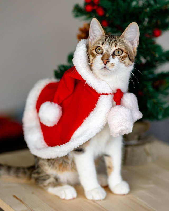 Котёнок Веня для нового дома 2