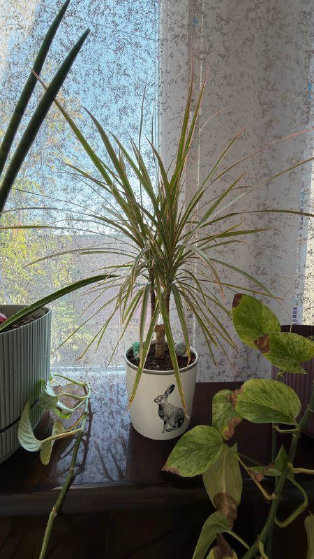 Комнатные растения в горшках 4