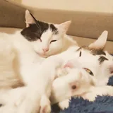 Кошка Мовита 2