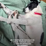 Пёс Патч 3