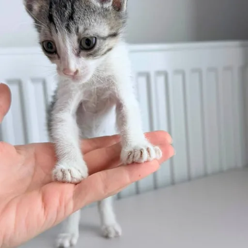 Котёнок