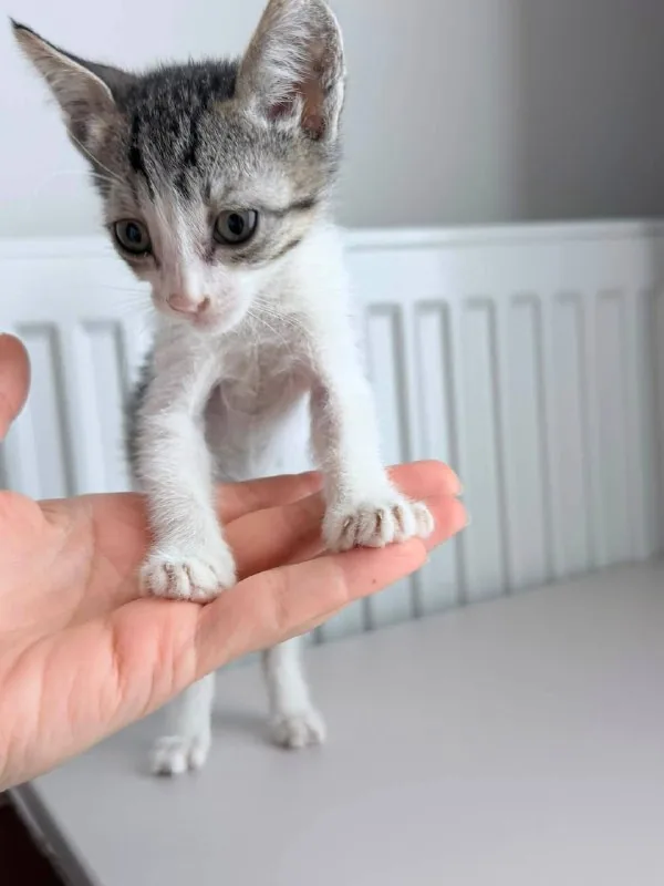 Котёнок 1
