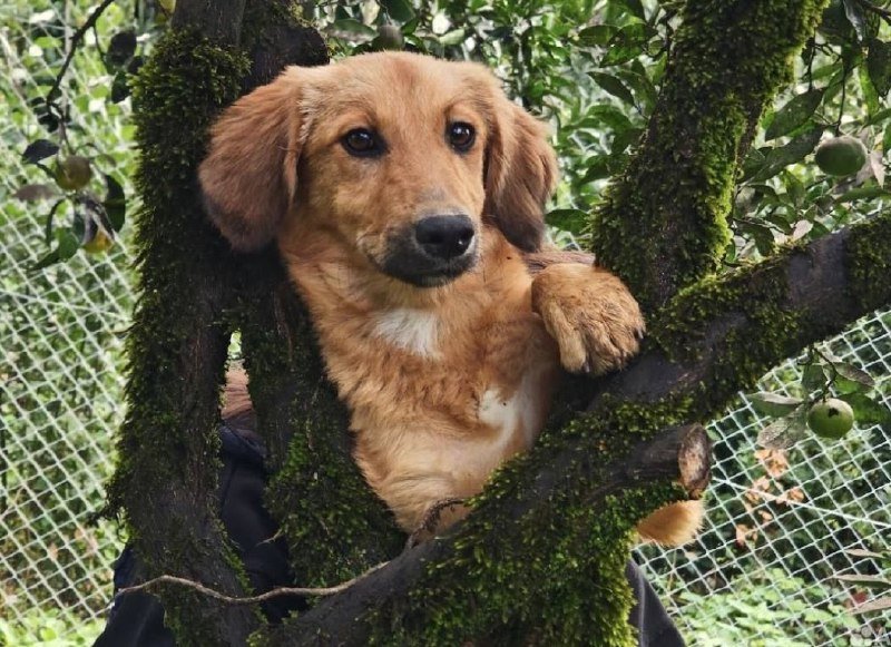 Щенок Дэмо ищет семью