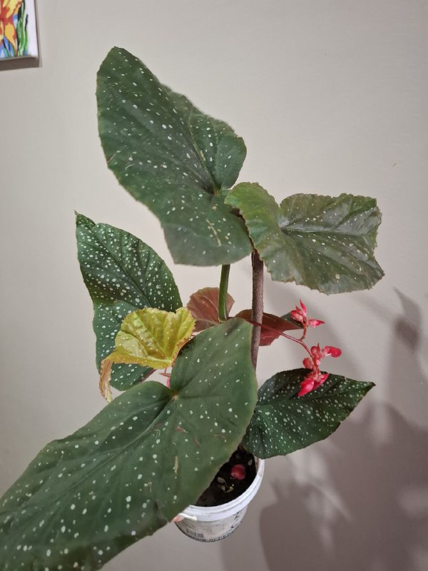 Минимонстера косая, большая монстера, маранта, суккуленты, бегония, сингониумы, папоротник 5