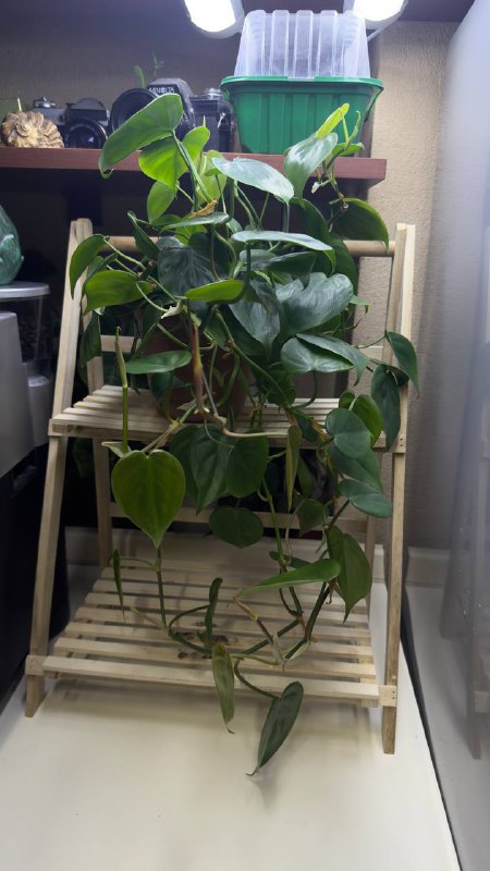 Collection of Philodendron and other plants 2