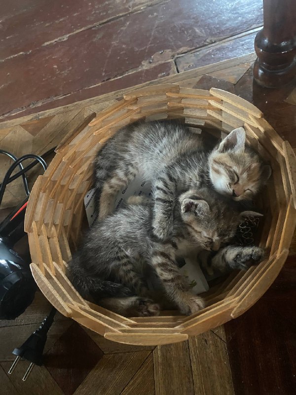 Отдаются котята в добрые руки 2