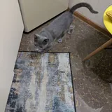 Кошечка шотландская прямоухая 2