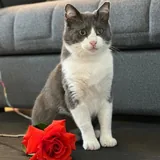 Кот Бэмби 5