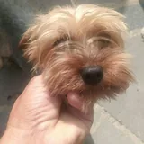 Purebred Yorkshire Terrier, 2 months old 6
