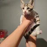 Котёнок Анфиска ищет дом 3