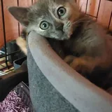 Котята 2