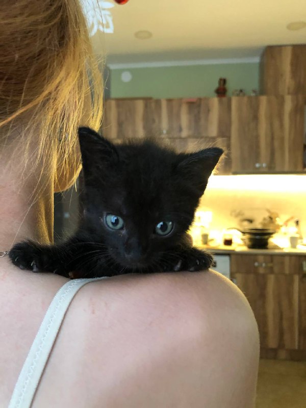 Маленькие котята ищут дом 4