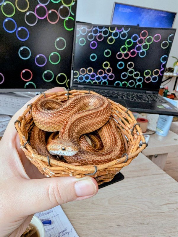 Маисовый полоз с террариумом и аксессуарами 3