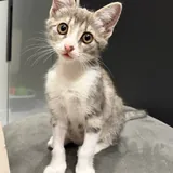 Котёнок Юми 3