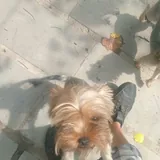 Purebred Yorkshire Terrier, 2 months old 4