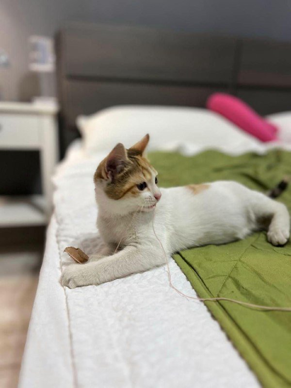 Котята белые с пятнышками в добрые руки 2