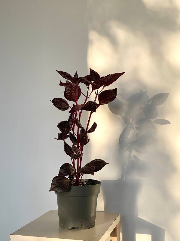 Ирезине растение без горшка