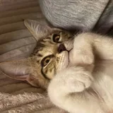 Кошка Белка ищет дом 3