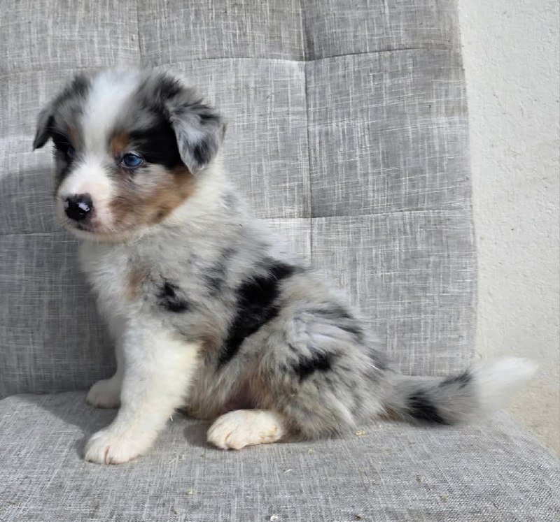 Щенок австралийской овчарки кобель 3 месяца 2