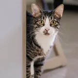 Касенька — кошка ищет дом 3