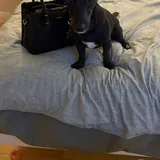 Собака, 2 года 2