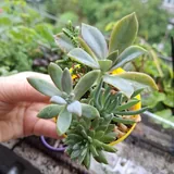 Суккуленты 8