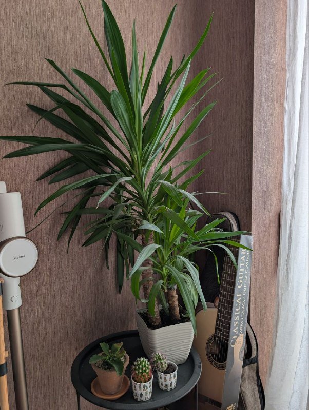 Юкка, кактусы, каланхоэ