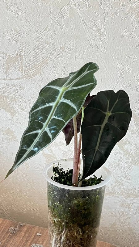 Алоказия Поли, 2 шт. 8