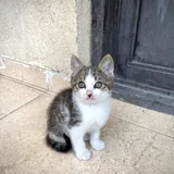 Котенок 2