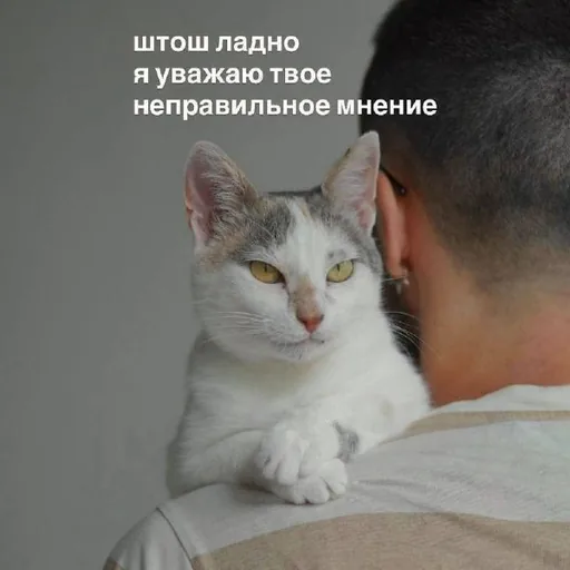 Кошка Принцесса