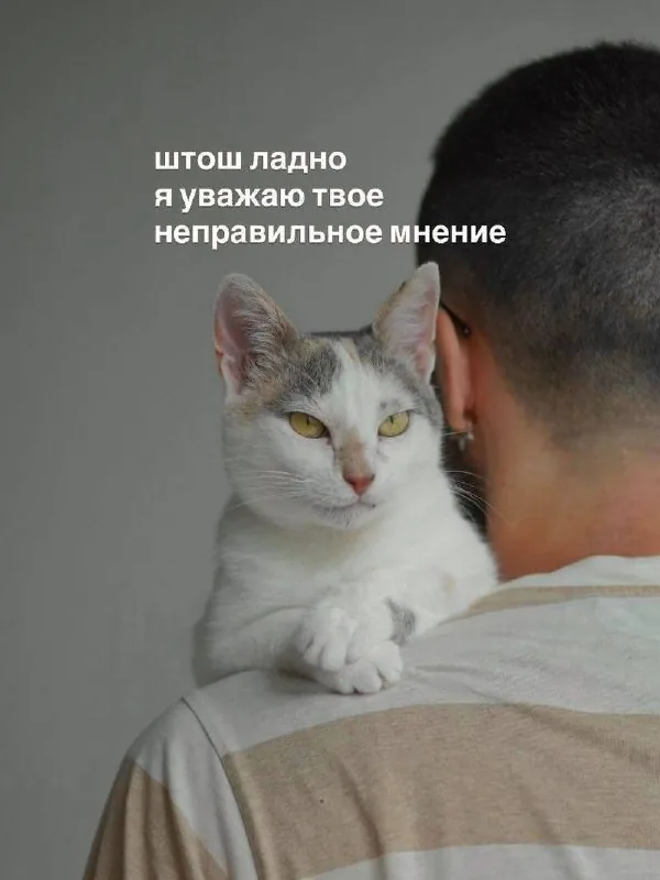 Кошка Принцесса 1