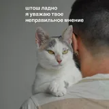 Кошка Принцесса 1