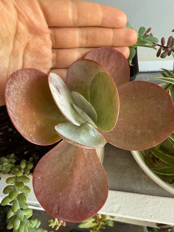 Домашние растения гибазис, традесканция, каллизия, колоказия, суккуленты, кактус, черенки хлорофитум, колеус 7