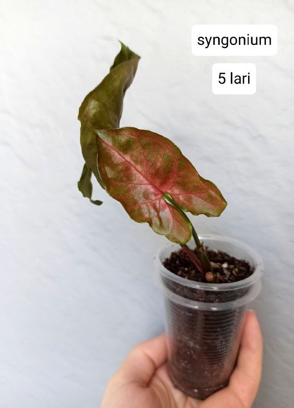 Комнатные растения 6