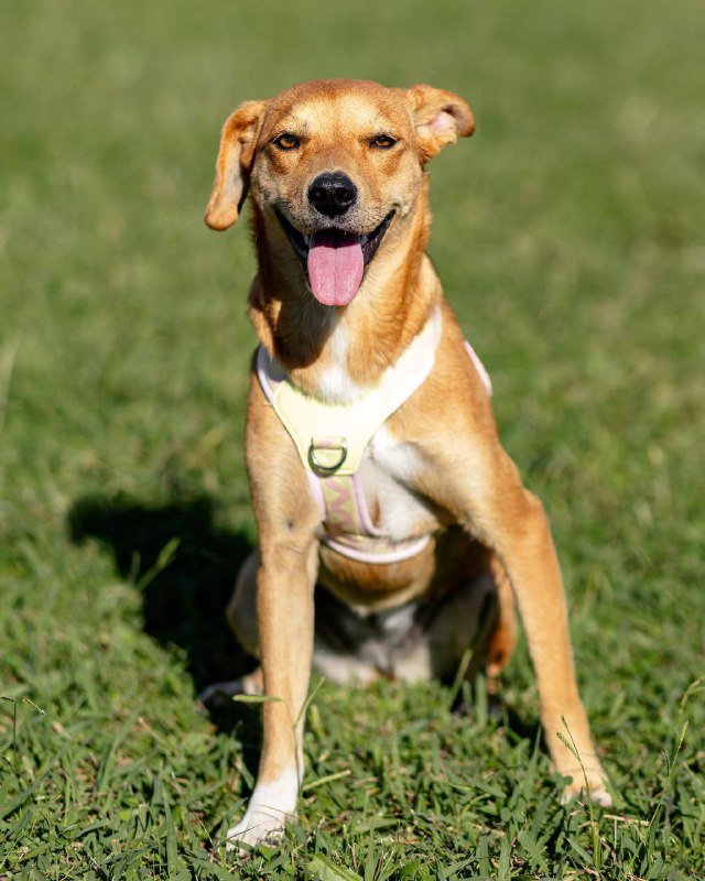 Чери собака для дома щенок в добрые руки