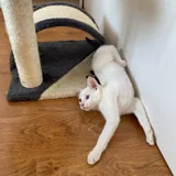 Котёнок Шмупсик 6