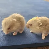 Детеныши джунгарских хомяков 2