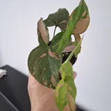 Комнатные растения 2