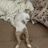 Котёнок Дизель 4