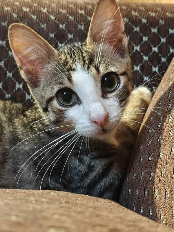 Котёнок 1